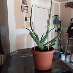 Aloe Vera  Plant