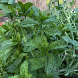 Chocolate Mint and Peppermint