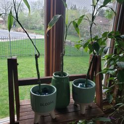 3 New Pots Of Bamboo  