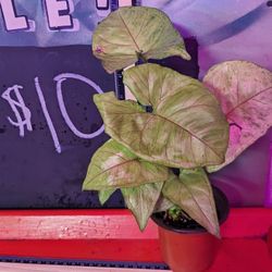 Syngonium 'Confetti'