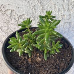 1 Gallon Pot Succulent Plant - Sedum Rubrotinctum Christmas Cheer Jelly Bean - Rooted & Stablished Plant - Drought Resistant - 🪴