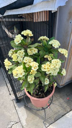 Big Blooming Rooted with many Shoots yellow crown of torn ready to  move to a Other Pot