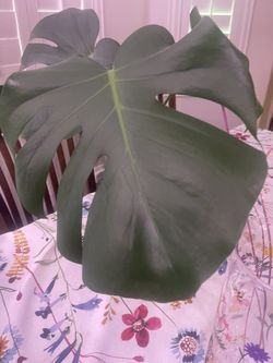 Huge monstera Plant / Tree