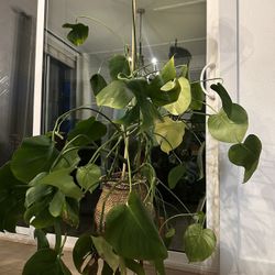 Thriving Monstera/ Swiss Cheese Plant