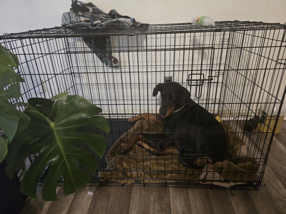 DOG CRATE FOR SALE!!! MUST SELL
