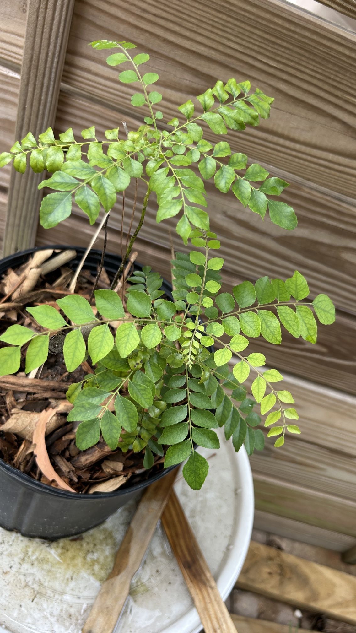 Curry Leaves Plant , Mango , Purple Passion Fruit, Purple Sugarcane Plants Starting From $15 And Up