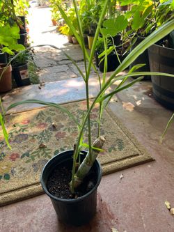 Sugarcane Plant Organically Grown (one gallon)