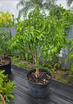Carrie grafted mango tree 25gal