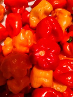 Pepper
