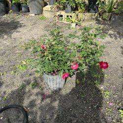 Roses Plant
