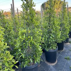 Indian Laurel Columns, Ficus nitida ‘Columns’ , Ficus tree, shade or Hedge and privacy 15gal Size