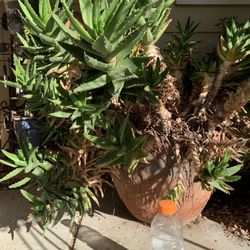 Giant succulent plant