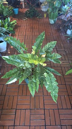 Ring of Fire Philodendron plant