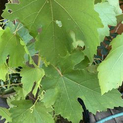 Green Seedless Grape