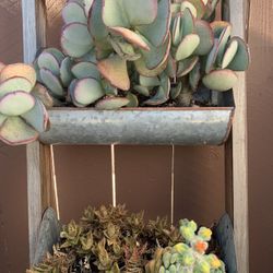 Six Variety In Five Tier Planter 