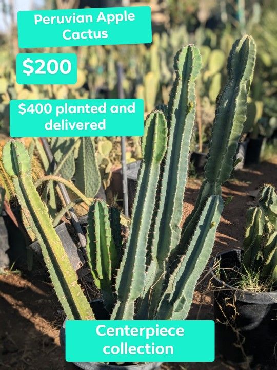 Peruvian Apple Cactus