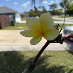 Frangipani Rooted Starter Trees 