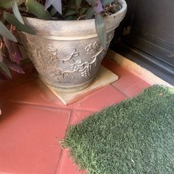 Large 10 Ft Rubber Plant With Ceramic Pot