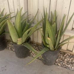 Aloe Plant Large $20 Each