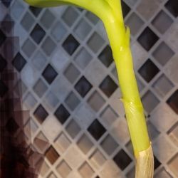 Orchid 
