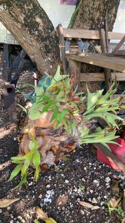 Plant
