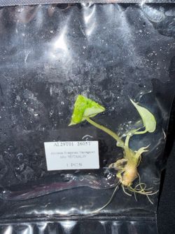 Alocasia Scalprum Albo TC