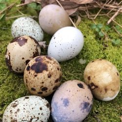 Jumbo Coturnix Quail & Eggs