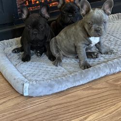 Christmas Trees Picture And Paws