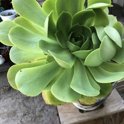 Big Potted Plants $Was $20 Now $15 Several At This Price Land Park Area At Kevin’s Creations Cash App Zelle And Cash Accepted 