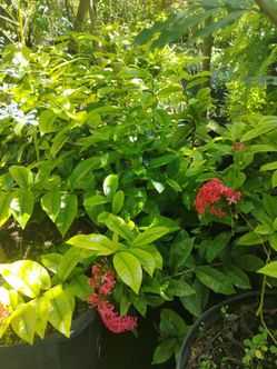Ixora Nora grand Hedges 7gl $16