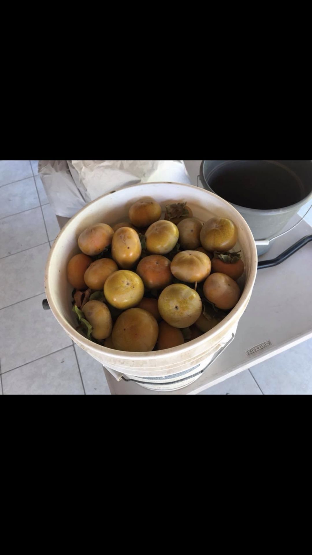 Apple persimmon