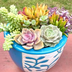 Succulent Plants And Arrangements in COVINA