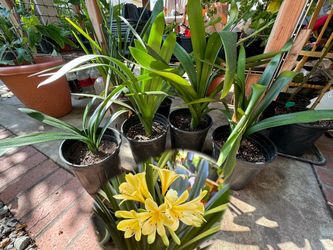 Clivia miniata Yellow easy care flower