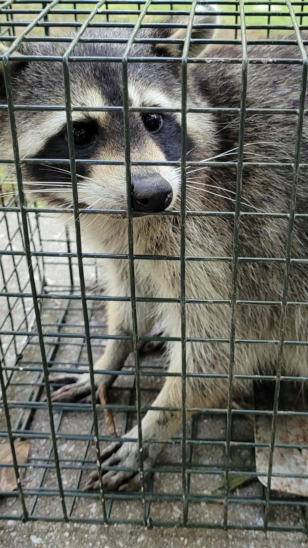 WILDLIFE AND DEAD ANIMALS REMOVAL Any wildlife issues rats snakes raccoons possums give me a call I’ll take care of it