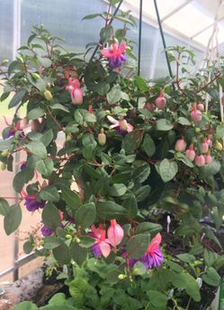 Fushia baskets for sale