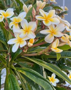Plumeria cuttings