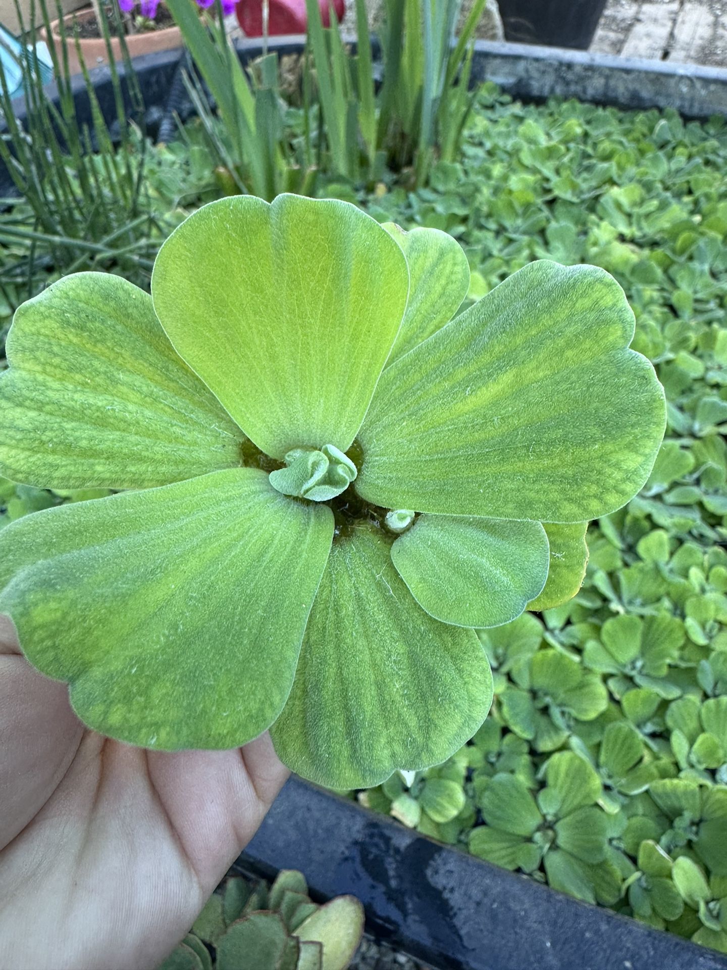 Water Plants 🌱