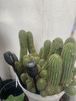Large Pink Flower Cactus