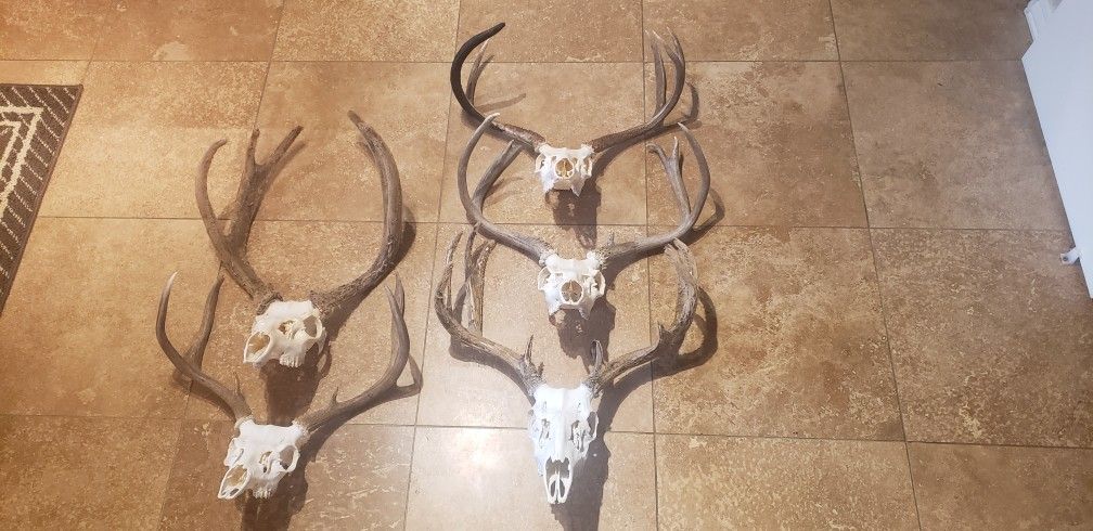 Deer Head Mount