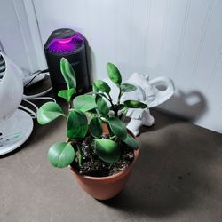 Peperomia Obstusofolia 