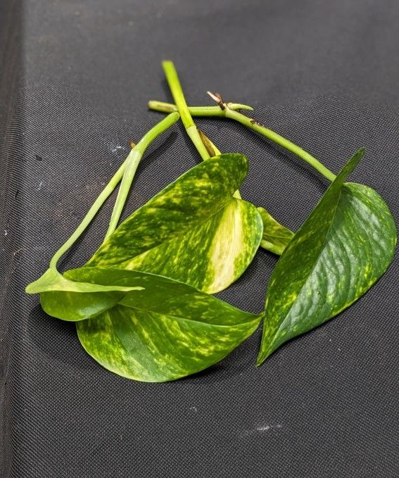 3/$9 -- $3/ea Golden Pothos CUTTINGS