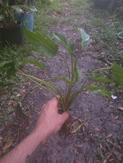 philodendron xanadu