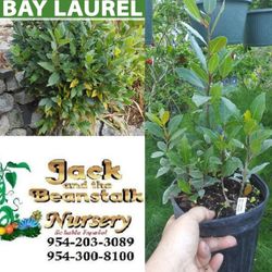Bayleaf Trees In 3gal Arboles De Laurel En 3gal 