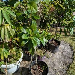 Avocados Tree/Garden/Outdoors/House/Plants 
