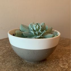 Succulent