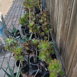 Plants For Sale 5.00 Each Need Gone