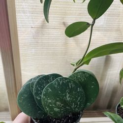 Hoya Obovata Splash Plant