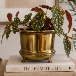 Vintage Brass Planter Pot Feet Claw Footed Vessel Jardinière Mid Century Retro Planter Pot Plants Flowers Centerpieces 