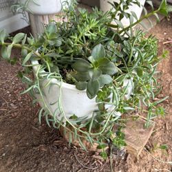 Plants 