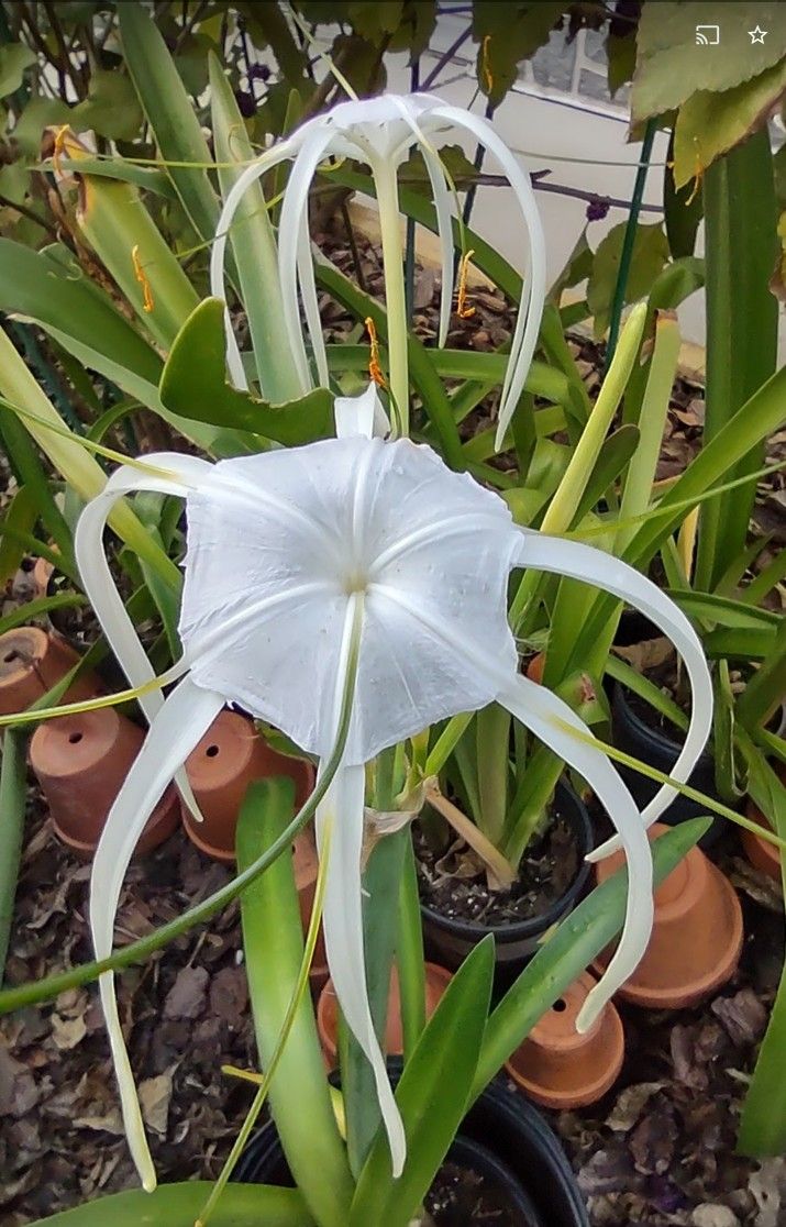 Beach Spider Lily